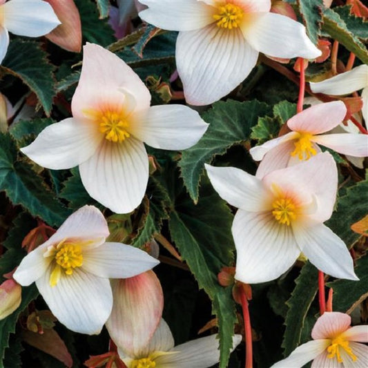 Funky White Begonia Seeds 15 thru 100 Seeds Great Trailing Begonia