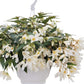 15 Pelleted Begonia Seeds Begonia Groovy White Trailing Begonia