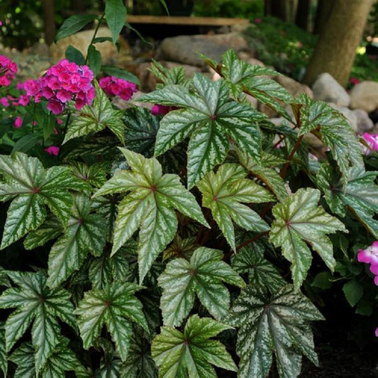 Begonia Seeds 15 Gryphon White Begonia 15 Pelleted Seeds