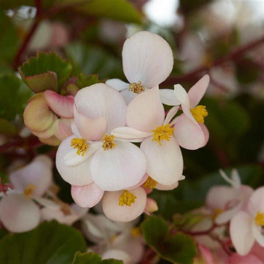 Begonia Seeds Begonia Hula Blush 15 Pelleted Seeds
