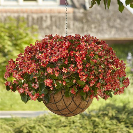 Begonia Seeds Hula Red White Bicolor 15 Pelleted Seeds
