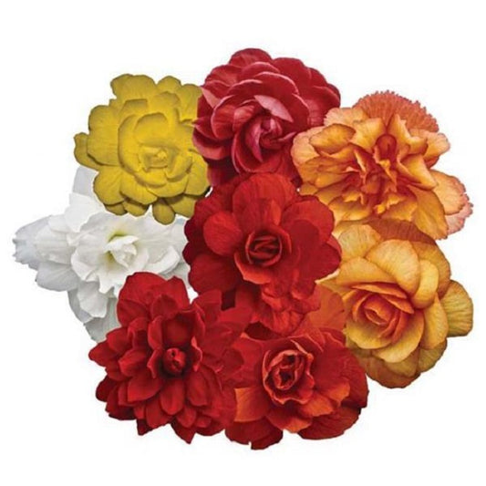 15 Pelleted Begonia Seeds Illumination Mix Trailing Begonia