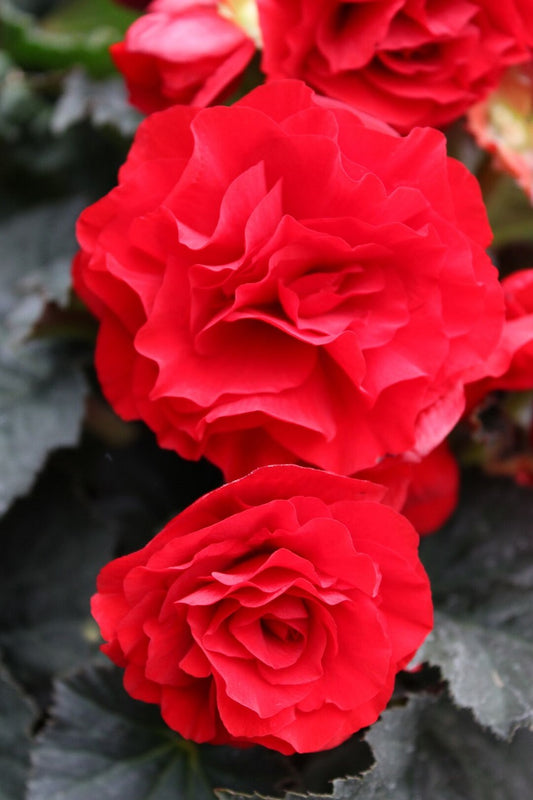 Trailing Begonia Seeds Limitless® Dark Red 15 thru 100 Pelleted Seeds