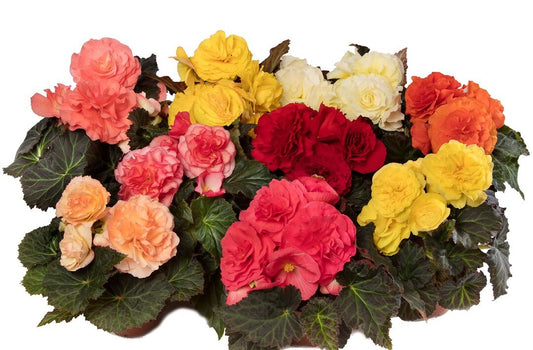 Trailing Begonia Seeds Limitless® Mix 15 thru 100 Pelleted Seeds