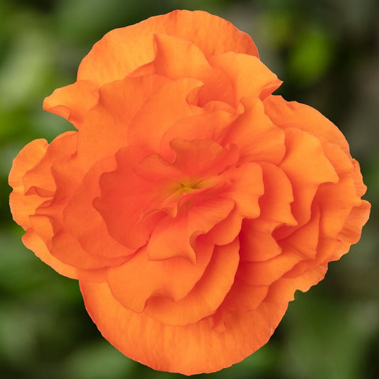 Trailing Begonia Seeds Limitless® Orange 15 thru 100 Pelleted Seeds