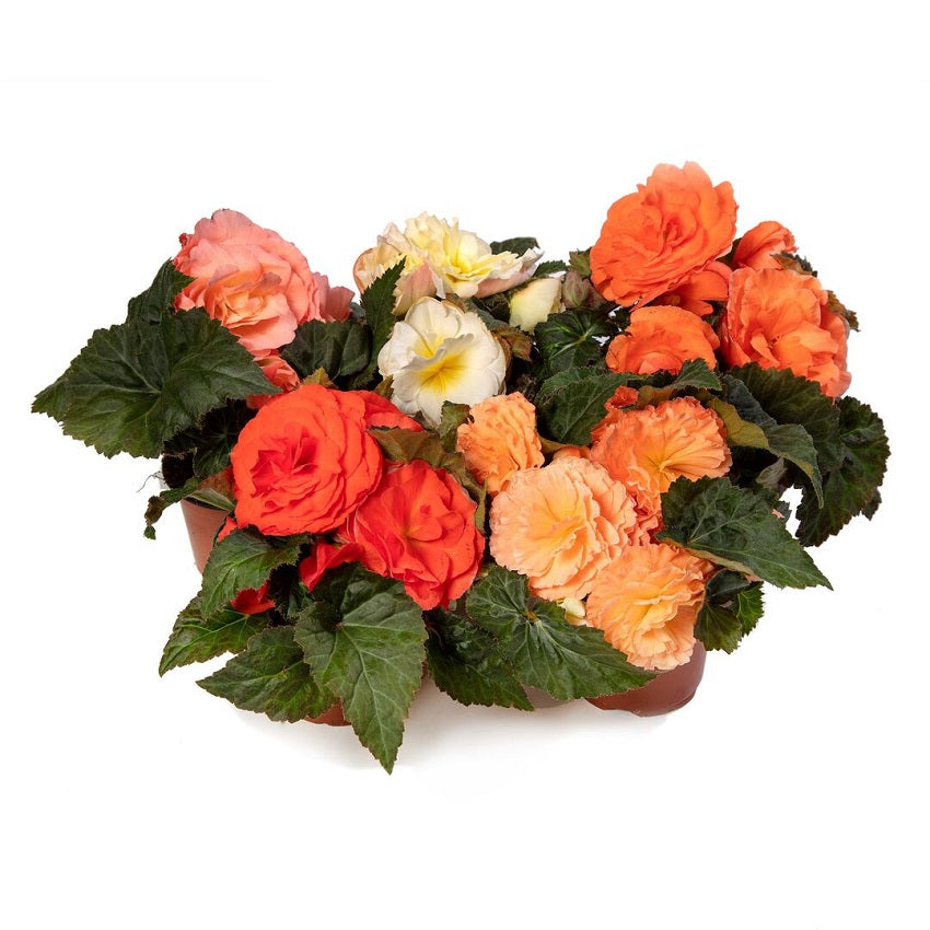 Trailing Begonia Seeds Limitless® Salmon Shades 15 thru 100 Pelleted Seeds