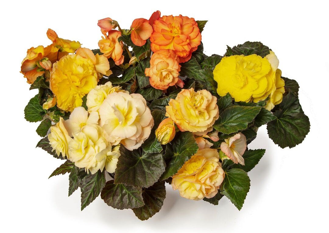 Trailing Begonia Seeds Limitless® Sunset 15 thru 100 Pelleted Seeds
