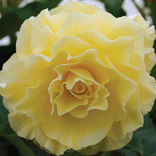 Trailing Begonia Seeds Limitless® Yellow 15 thru 100 Pelleted Seeds