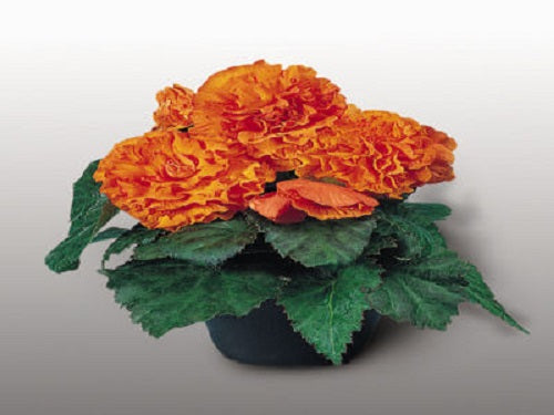 Begonia Seeds Nonstop Apricot 15 Pelleted Seeds