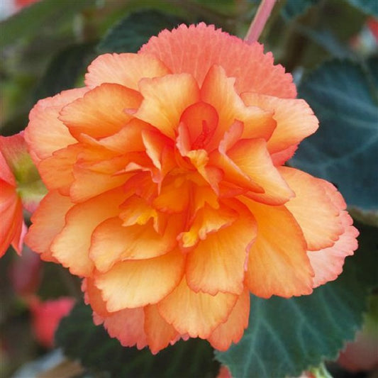 Begonia Seeds Nonstop Golden Orange 15 Pelleted Seeds
