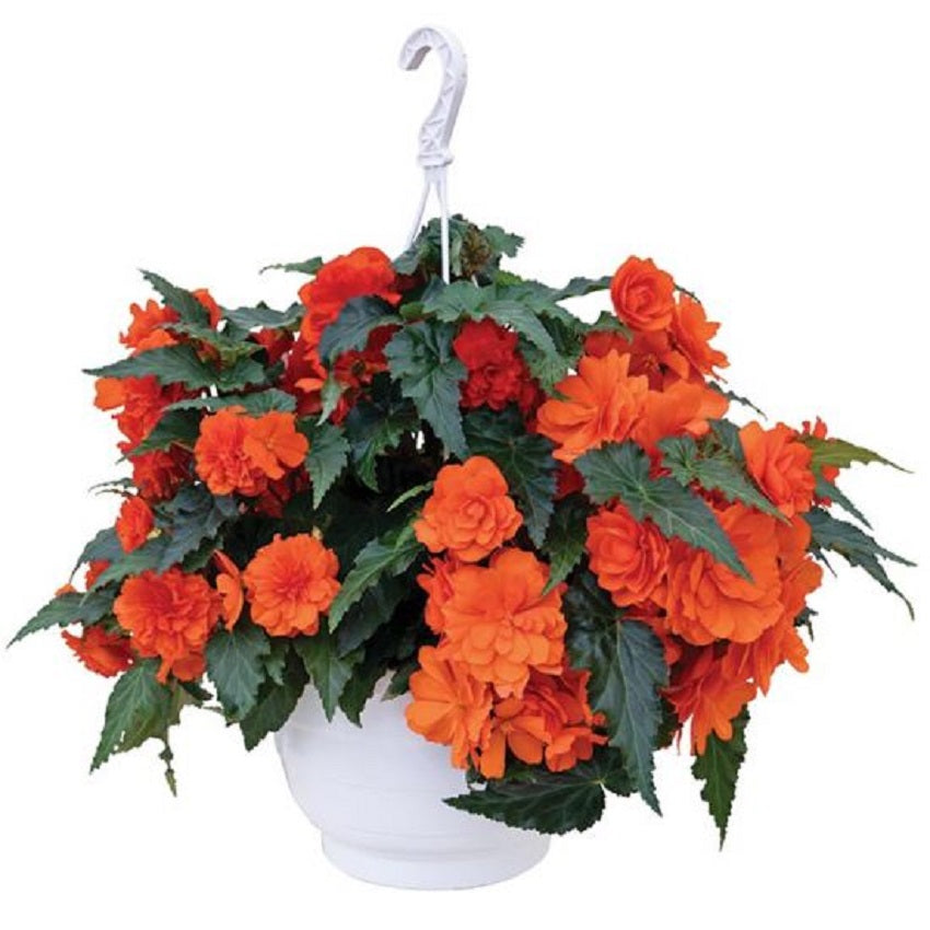 Begonia Seeds Nonstop Joy Orange 15 Pelleted Seeds