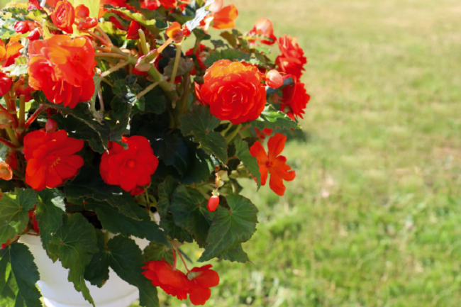 Begonia Seeds Nonstop Joy Orange 15 thru 500 Pelleted Seeds