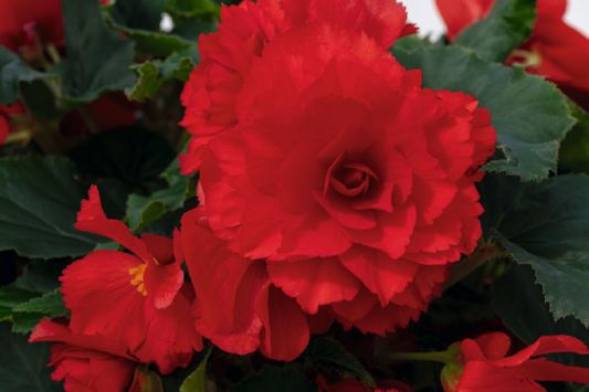 Begonia Seeds Nonstop Joy Red 15 thru 500 Pelleted Seeds