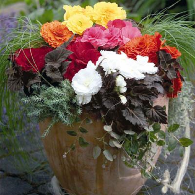Begonia Seeds Begonia Nonstop Mocca Mix 15 Pelleted Seeds