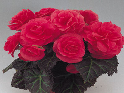Begonia Seeds Begonia Nonstop Mocca Pink 15 Pelleted Seeds