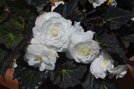 Begonia Nonstop Mocca White Pelleted Begonia Seeds 15 thru 500