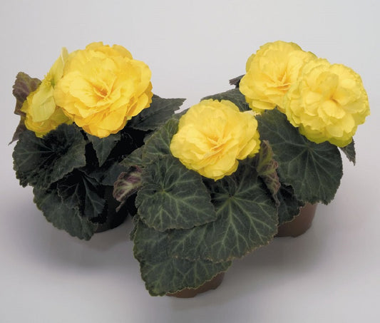 Begonia Nonstop Mocca Yellow Pelleted Begonia Seeds 15 thru 500