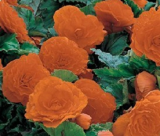 Begonia Seeds Nonstop Orange 15 Pelleted Seeds