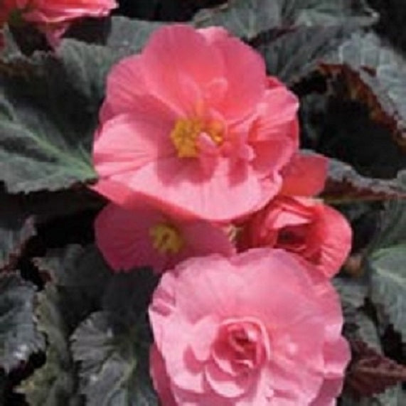 Begonia Seeds Nonstop Pink 15 Pelleted Seeds