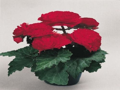 Begonia Seeds Nonstop Red 15 thru 500 Pelleted Seeds