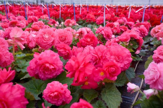 Tuberous Begonia Seeds Nonstop Rose 15 Pelleted Seeds