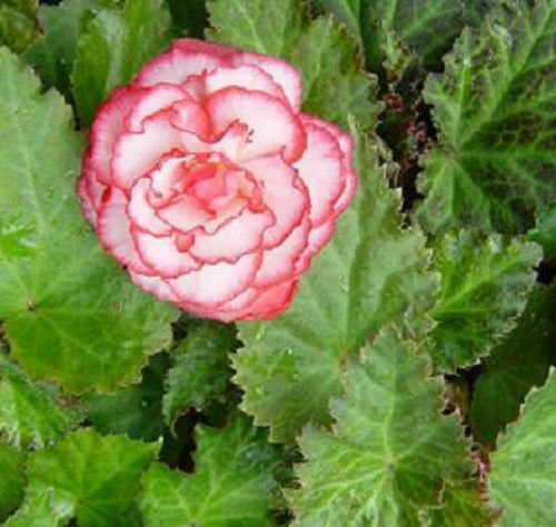 Begonia Nonstop Rose Picotee Begonia Seeds 15 thru 500 Pelleted Seeds