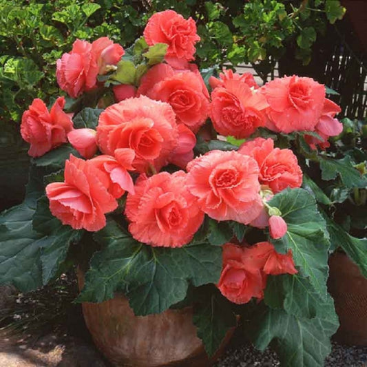 Tuberous Begonia Seeds Nonstop Salmon 15 Pelleted Seeds