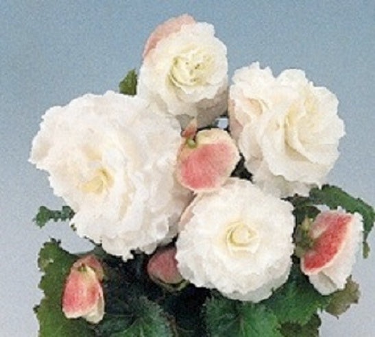 Tuberous Begonia Seeds Nonstop White 15 Pelleted Seeds