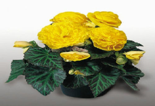 Pelleted Begonia Seeds Nonstop Yellow Bulk Seeds 15 thru 500 Seeds