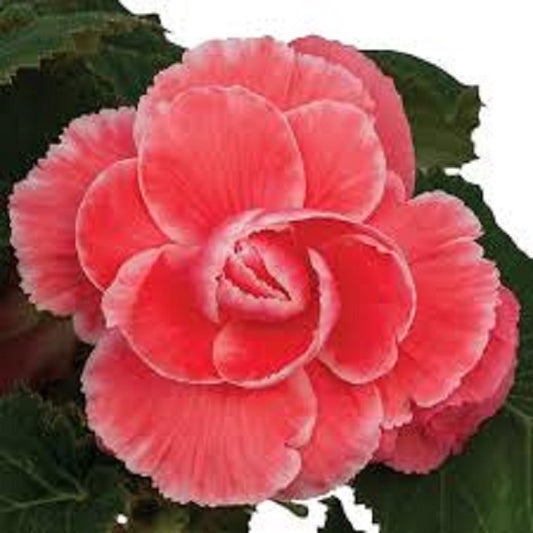 Begonia Seeds Begonia On Top Fandango 15 Pelleted Seeds