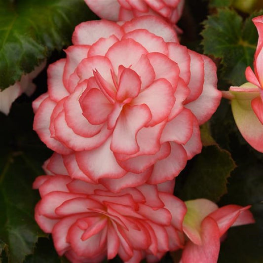 Begonia Seeds Begonia On Top Pink Halo 15 Pelleted Begonia Seeds