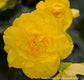 Begonia Seeds Begonia Prism Lemon Yellow 50 Pelleted Seeds Tuberous Begonia