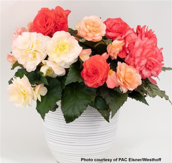 Begonia Seeds Begonia Prism Pastel Pink Mix 15 Pelleted Seeds Tuberous Begonia
