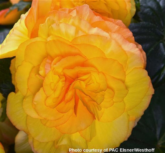 Begonia Seeds Begonia Prism Sunset 15 Pelleted Seeds Tuberous Begonia
