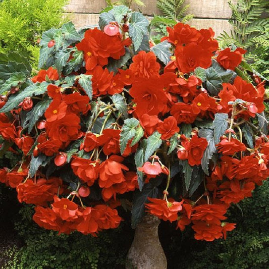 Pelleted Begonia Seeds Trailing Begonia Sun Dancer Orange 15 Pelleted Seeds