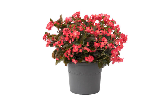 Viking Begonia Seeds 15 Pelleted Begonia Seeds Viking Begonia Coral Flame Bronze Leaf