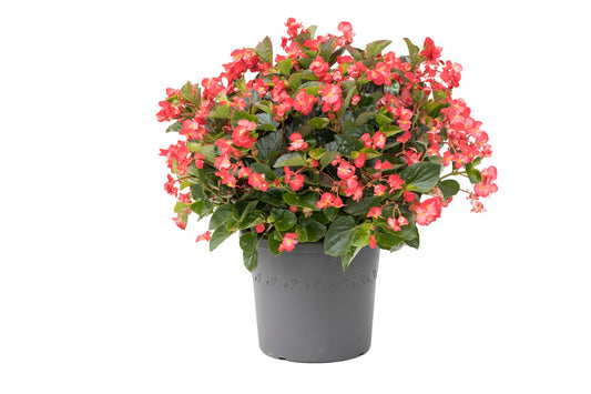 Viking Begonia Seeds 50 Pelleted Seeds Viking Begonia Coral Flame Green Leaf
