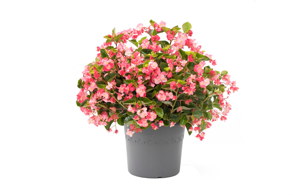 Viking Begonia Seeds 15 Pelleted Begonia Seeds Viking Begonia Pink On Green Leaf