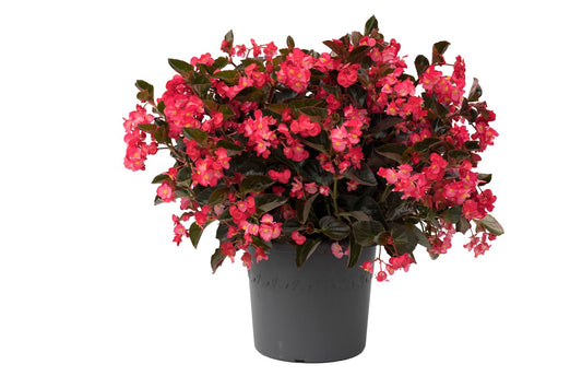 Viking Begonia Seeds 15 Pelleted Begonia Seeds Viking Begonia Red On Bronze Leaf