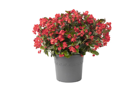 Viking Begonia Seeds 50 Pelleted Seeds Viking Begonia Red On Green Leaf