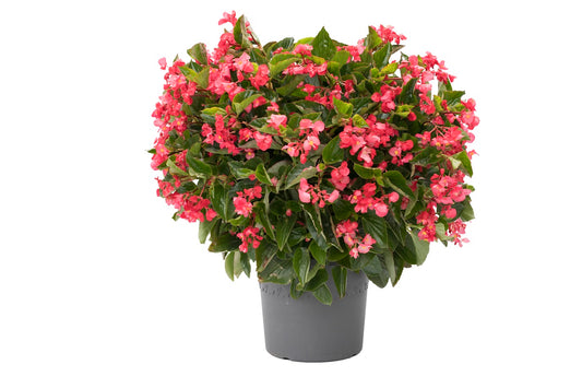 Viking Begonia Seeds 50 Pelleted Seeds Viking Begonia Rose On Green Leaf
