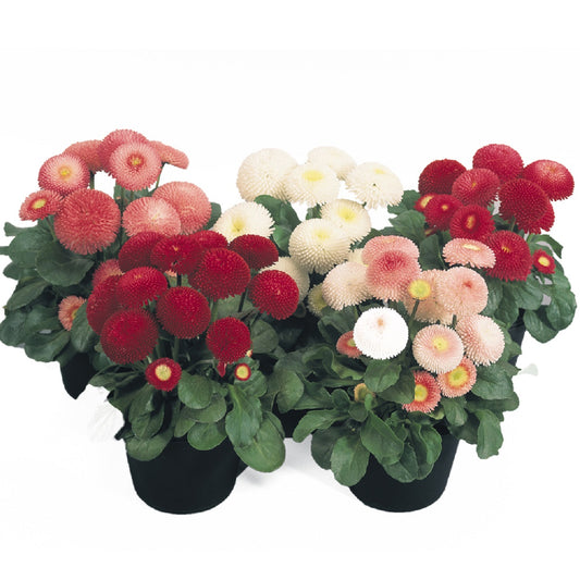 english flower seeds Bellis Seeds Tasso Mix 25 Pelleted Seeds English Daisy Flower Seeds – trailingpetunia.com