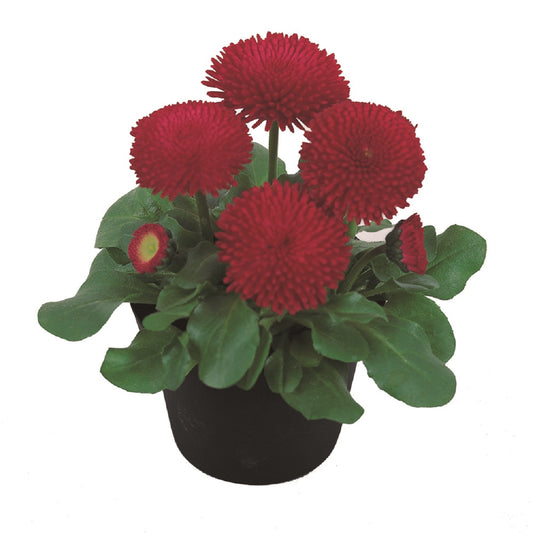 Bellis Seeds Tasso Red 25 Pelleted Seeds English Daisy Flower Seeds