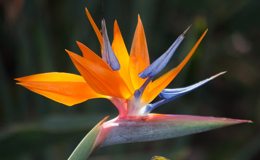 Bird Of Paradise Seeds Strelitzia Reginae 15 Seeds