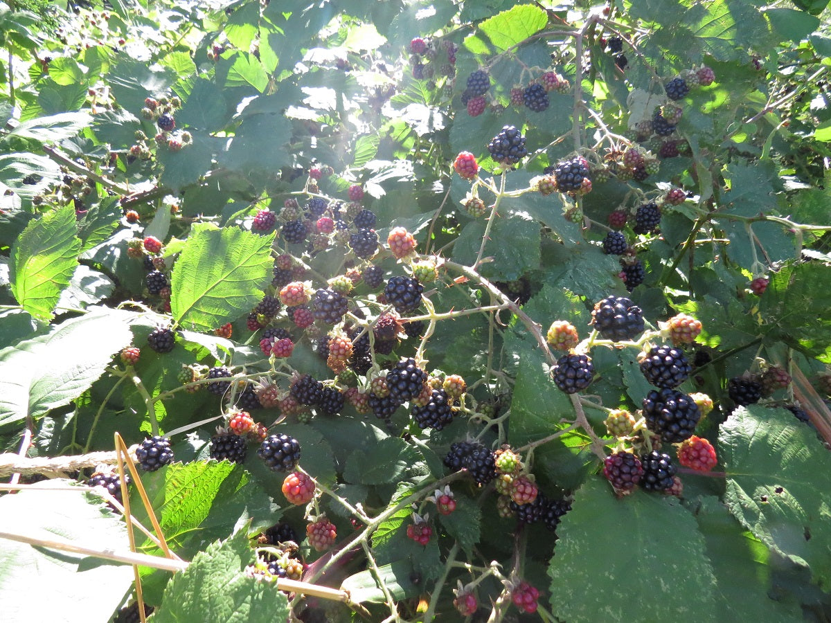 Blackberry Seeds | Berry Seeds