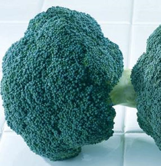 Broccoli Seeds Destiny Broccoli Seeds F1 Variety 100 Vegetable Seeds