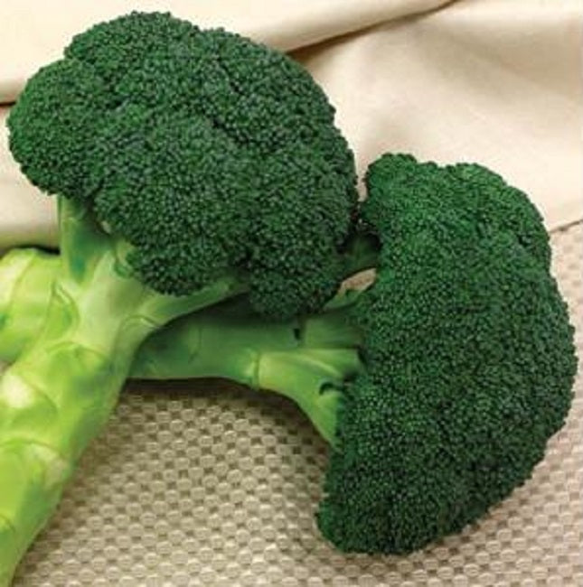 Broccoli Magic Shapoo 50 Broccoli Seeds | Broccoli Green Magic | Vegetable Seeds ...