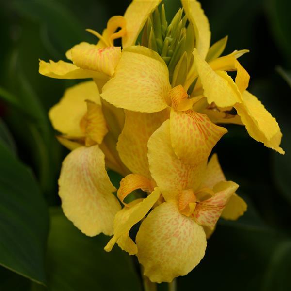 25 Canna Seeds | Canna Cannova® | Yellow Tropical Flower