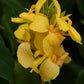 25 Canna Seeds Cannova® Yellow Tropical Flower