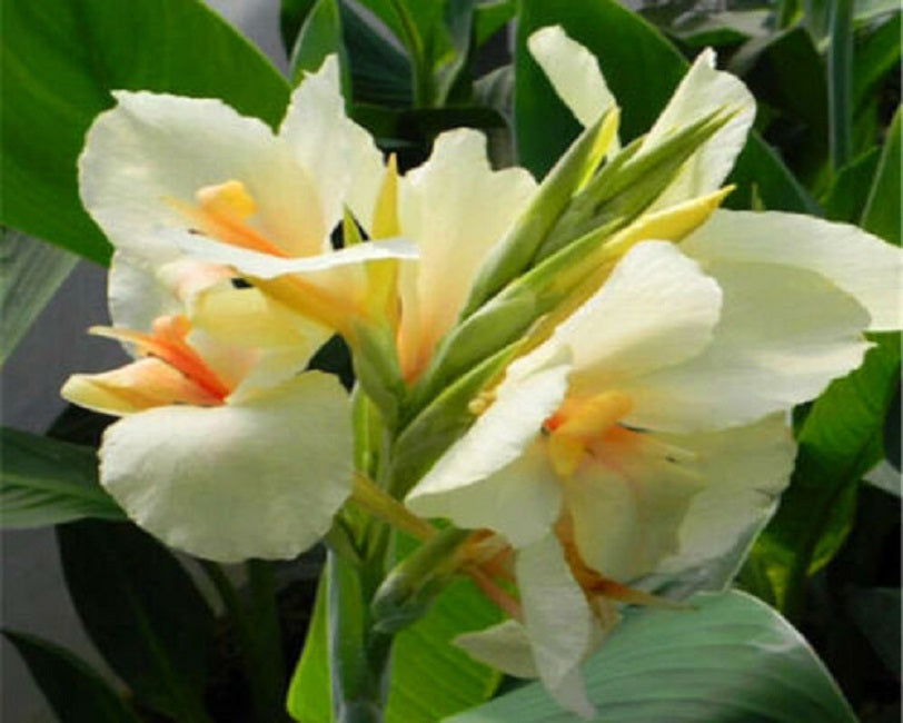 flower white canna lily Tropical Flower Seeds | Canna Seeds for Sale